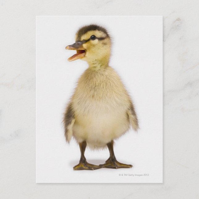 Carte Postale Mallard duckling (Devant)