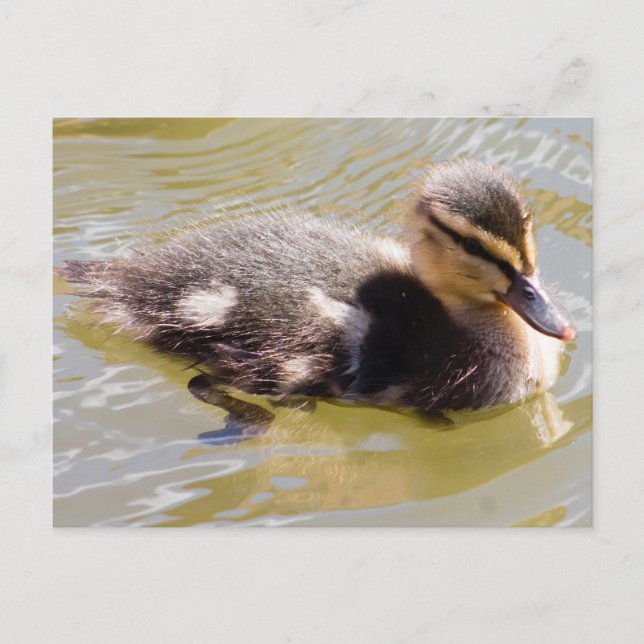 Carte Postale Mallard Duckling (Devant)