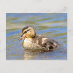 Carte Postale Mallard Duckling