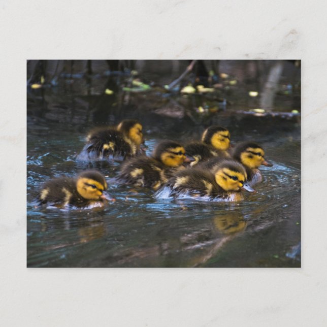 Carte Postale Mallard Ducklings (Devant)