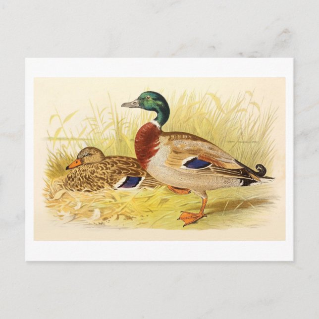 Carte postale Mallard Ducks (Devant)