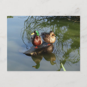 Carte postale Mallard Ducks #2