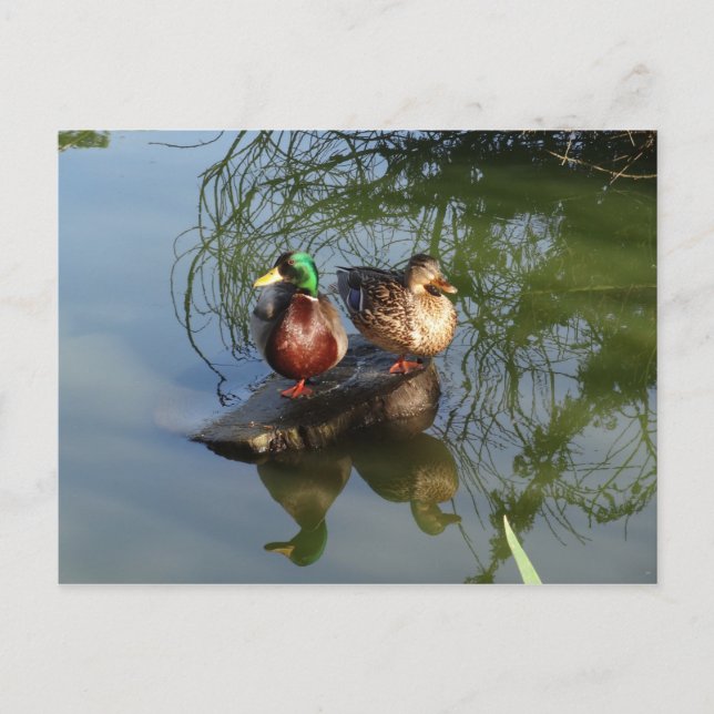Carte postale Mallard Ducks #2 (Devant)