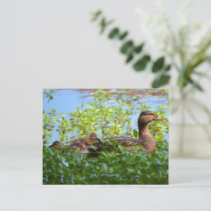 Carte Postale Mallard et canettes-Natation par Shirley Taylor