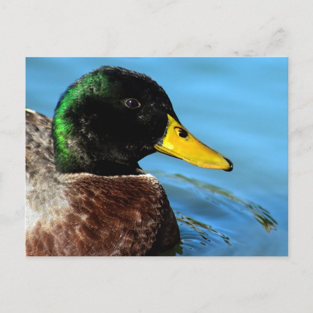 Carte Postale Mallard haut près (Devant)