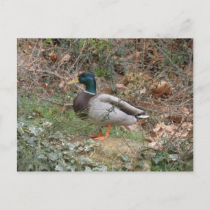 Carte Postale Mallard in Regent's Park
