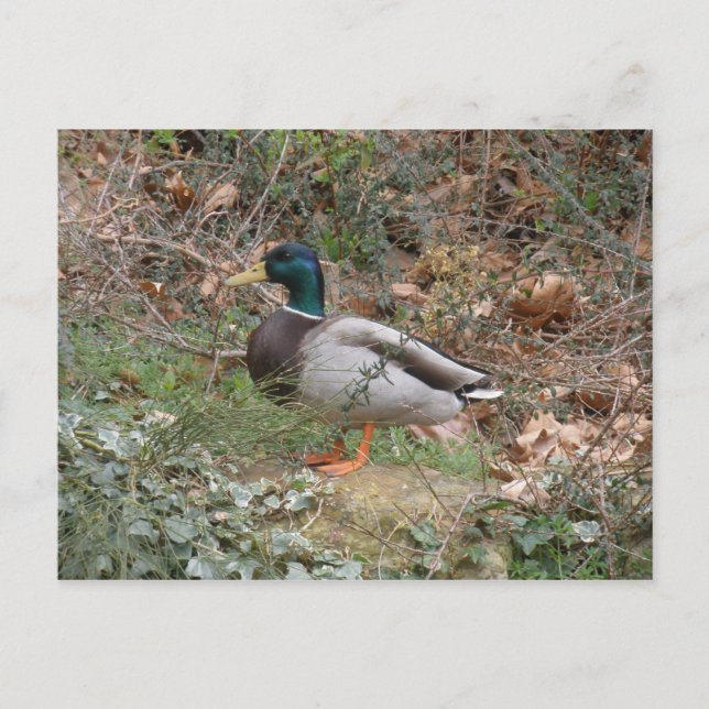 Carte Postale Mallard in Regent's Park (Devant)