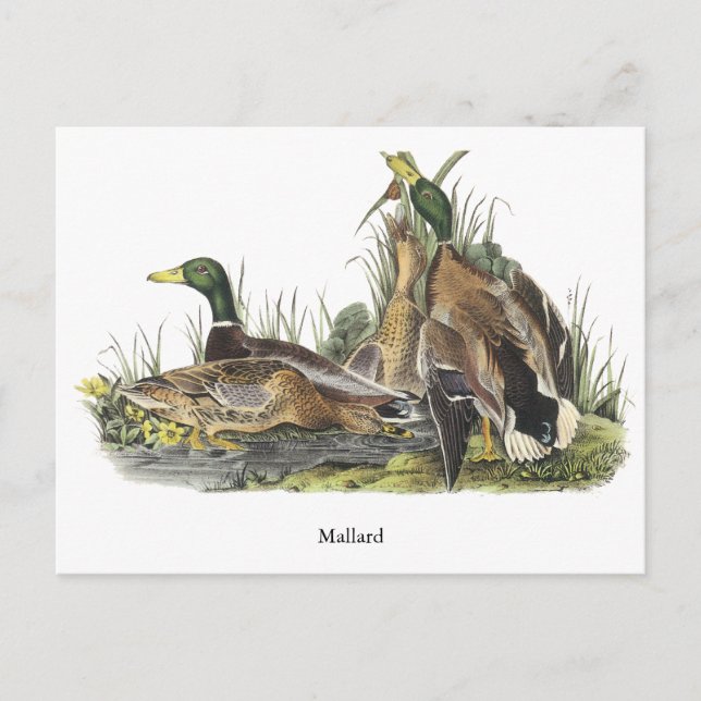 Carte Postale Mallard, John Audubon (Devant)