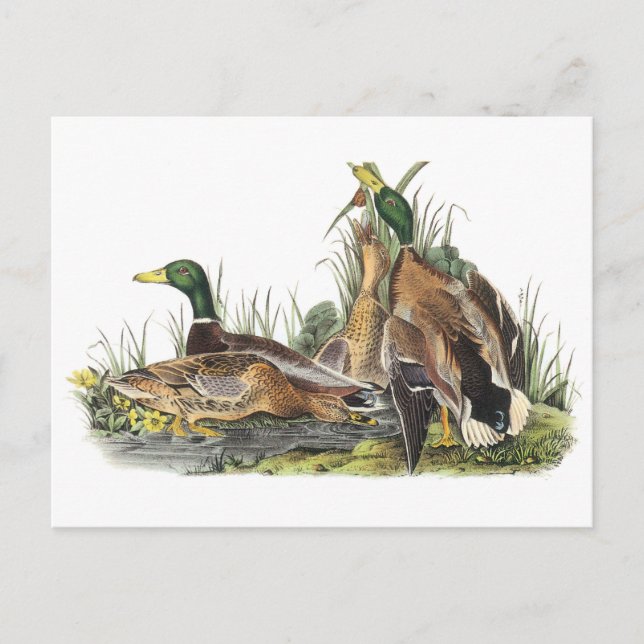 Carte Postale Mallard par Audubon (Devant)