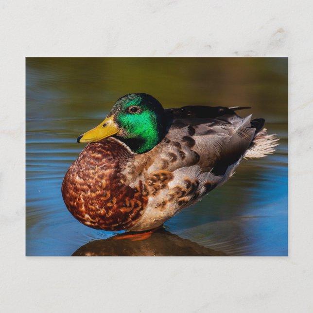 Carte postale Mallard Portrait (Devant)
