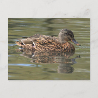 Carte postale Mallard reflétée