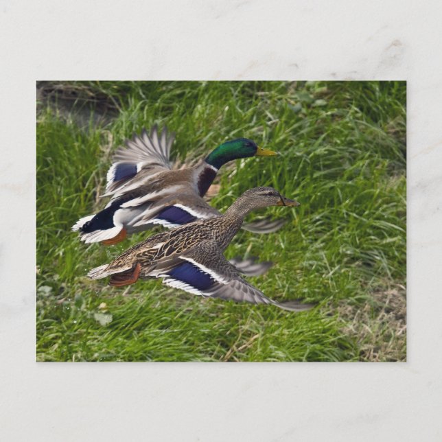 Carte postale Mallards Flying (Devant)