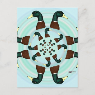 Carte Postale Mallards Galore !