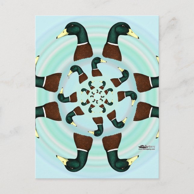 Carte Postale Mallards Galore ! (Devant)