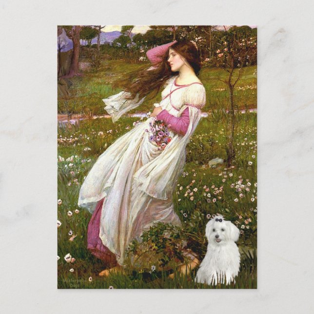 Carte Postale MALTAIS 10 - Fleurs de vent (Devant)