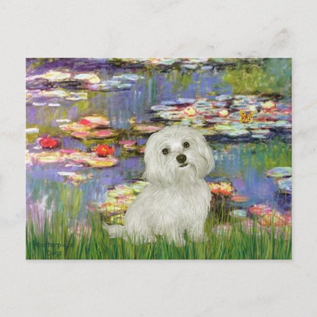 Carte Postale Maltais 11 - Lys 2 (Devant)