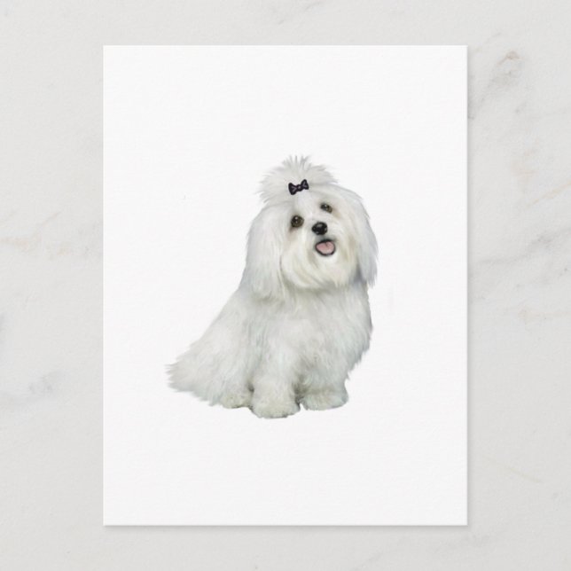 Carte Postale Maltais (A) - avec une qualité supérieure (Devant)