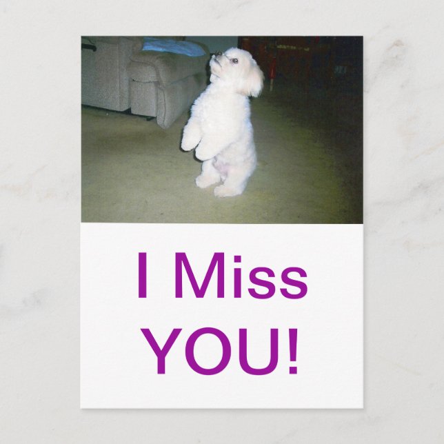 Carte Postale Maltais assis (Devant)