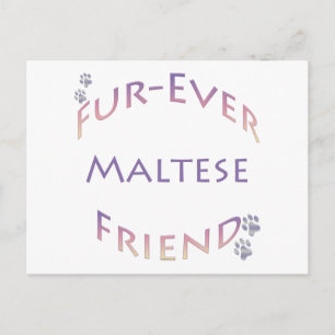 Carte Postale Maltais Furever
