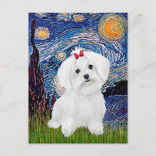 Carte Postale Maltese 8 chiots - Nuit étoilée