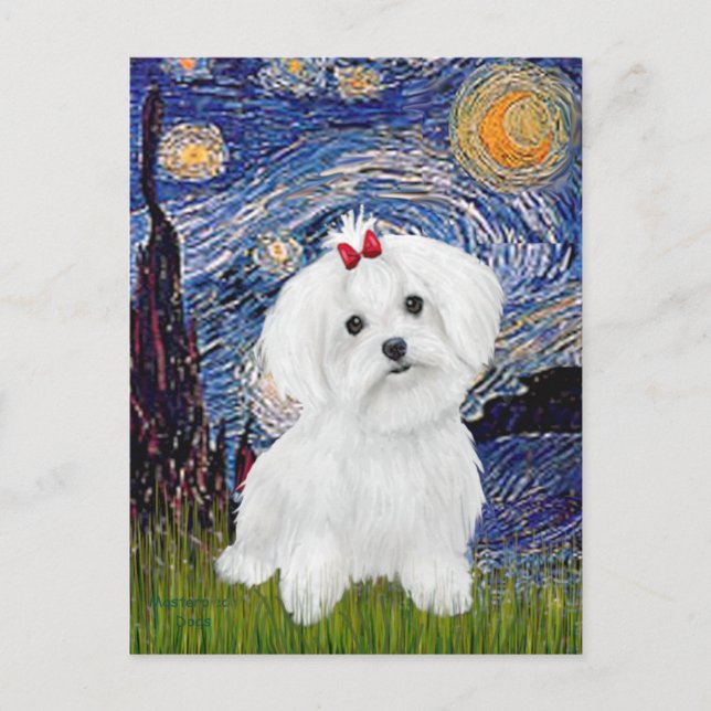 Carte Postale Maltese 8 chiots - Nuit étoilée (Devant)