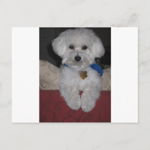 Carte Postale Maltese Gift