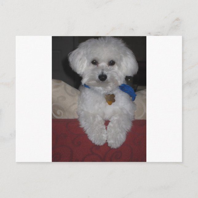 Carte Postale Maltese Gift (Devant)