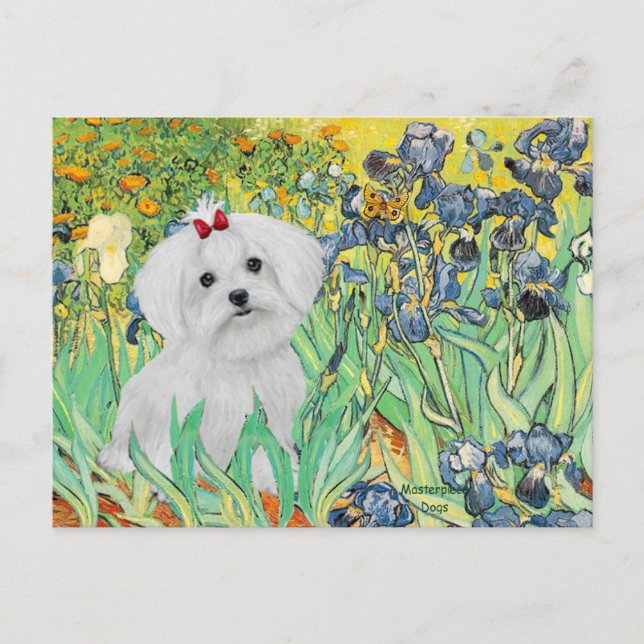 Carte Postale MALTESE pup - Irises (Devant)