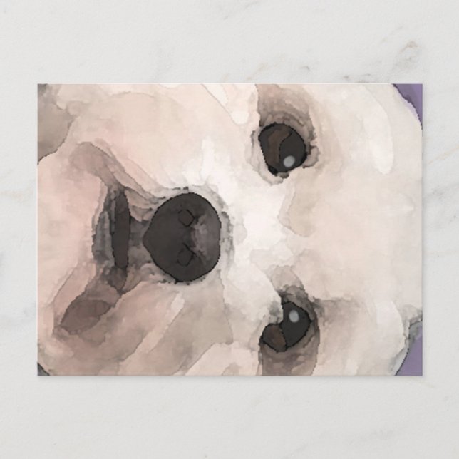 Carte Postale Maltipoo (Devant)