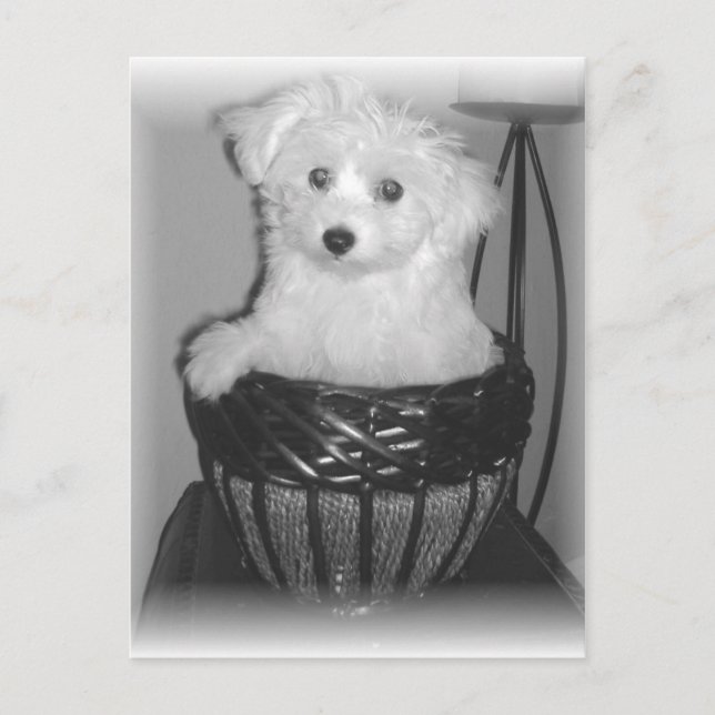 Carte Postale MaltiPoo Products (Devant)
