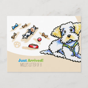 Carte Postale Maltipoo race mixte Nouveau Chiot social