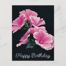 Malva Fleur de Mauve Rose Élégante