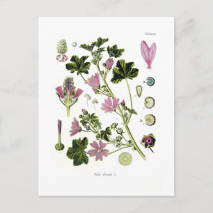 Carte Postale Malva silvestris