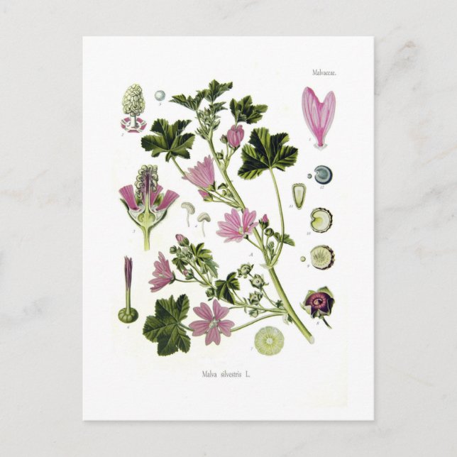 Carte Postale Malva silvestris (Devant)