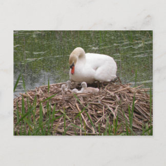 Carte postale Mama Swan and Baby