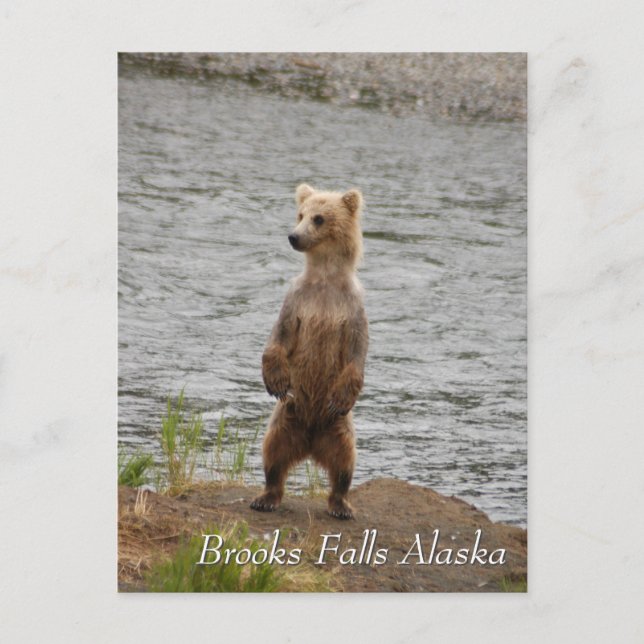 Carte Postale Maman, bonjour, Brooks Falls Alaska (Devant)