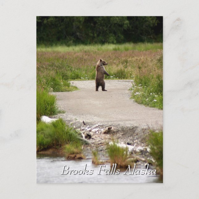 Carte Postale Maman ! ! Brooks Falls Alaska (Devant)