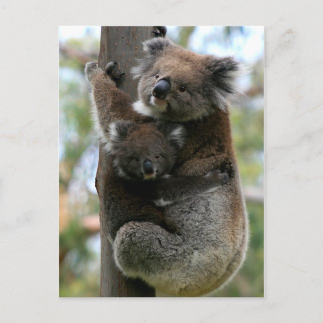 Carte Postale Maman et Baby Koala (Devant)