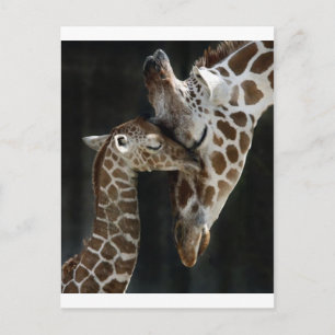 Carte Postale Maman et bébé Giraffe Cuddle