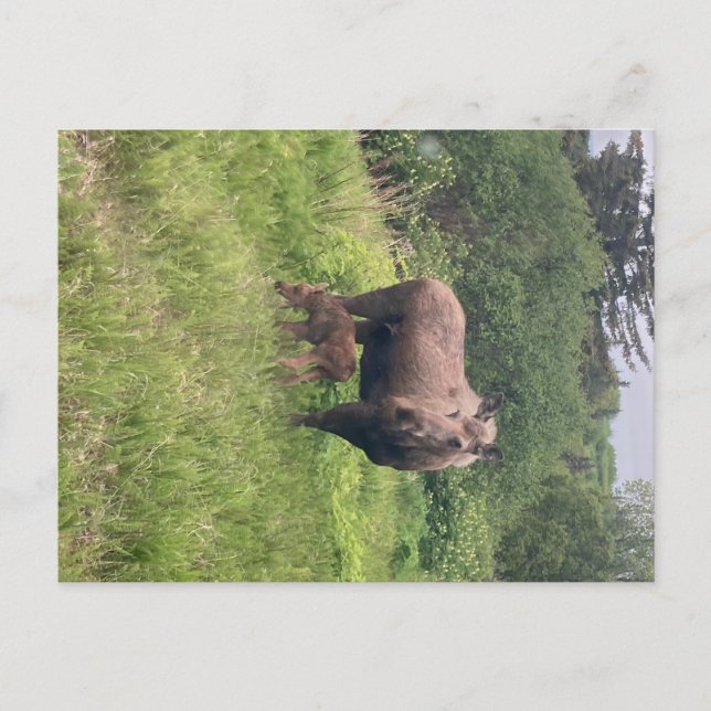 Carte Postale Maman et bébé orignal (Devant)