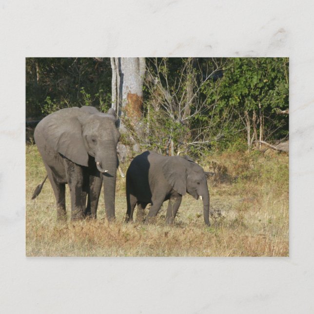 Carte postale Maman et Happy Elephant Calf (Devant)