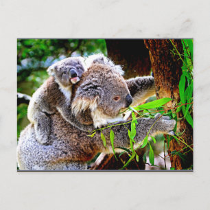 Carte Postale Maman Koala et bébé Joey dans un arbre