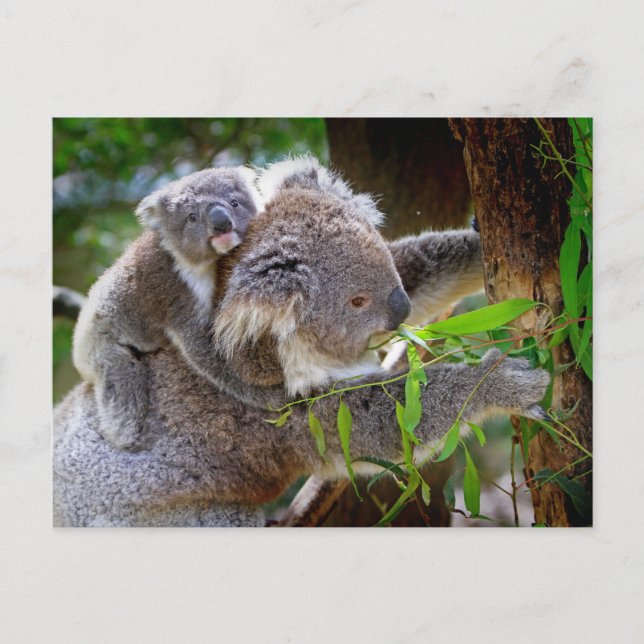 Carte Postale Maman koala et fils (Devant)