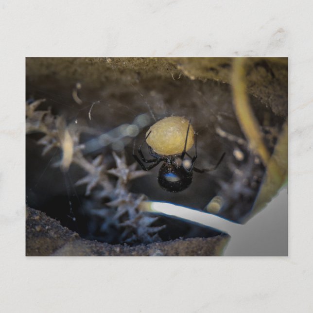 Carte Postale maman noire (Devant)