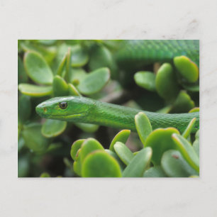 Carte Postale Mamba vert de l'Est (Dendroaspis Angusticeps)