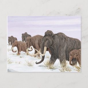 Carte postale Mammoth Family