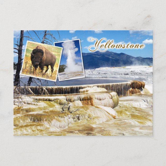 Carte Postale Mammoth Hot Springs, parc national Yellowstone (Devant)