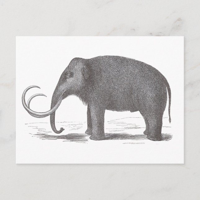 Carte Postale Mammoth laineuse Mastodon d'antiquité exponentiell (Devant)