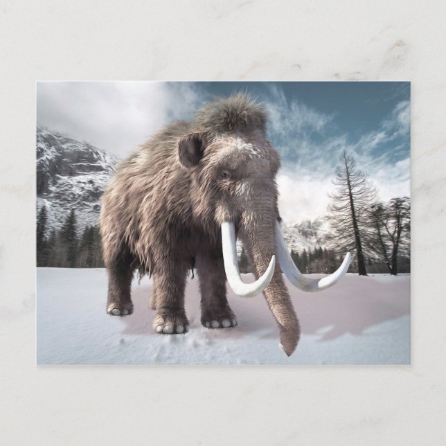 Carte Postale Mammoth laineux (Devant)