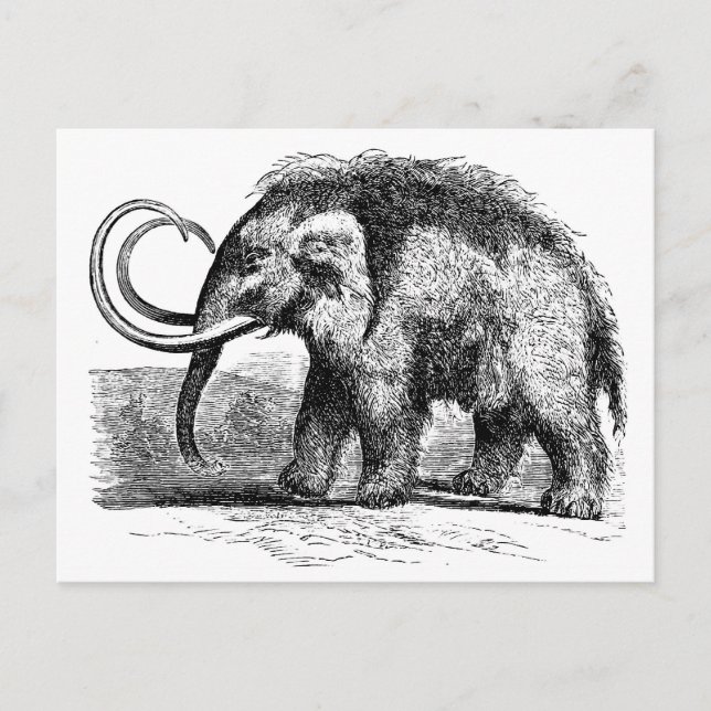Carte Postale mammouth laineux-2 (Devant)